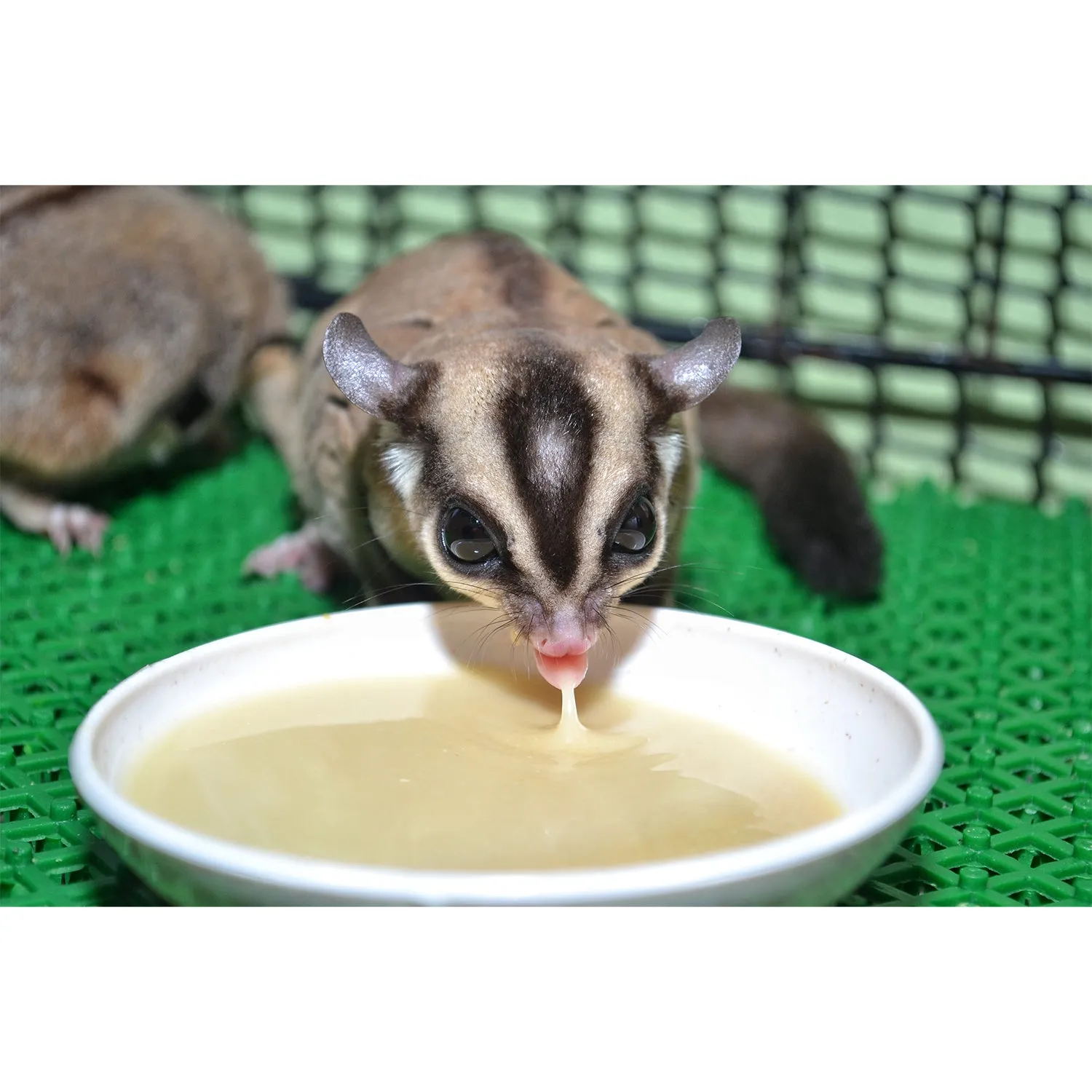 Instant-HPW Original Sugar Glider Food